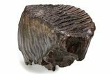Fossil Woolly Mammoth Upper M Molar - Poland #357014-2